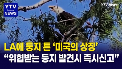 LA에 찾아온 귀한 손님! 흰머리수리 둥지 보호령 발동 "위험한 둥지 발견 시 즉시 신고"